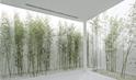 Bamboo Forest on the Roof