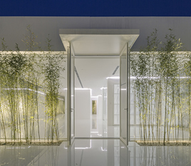 Bamboo Forest on the Roof
